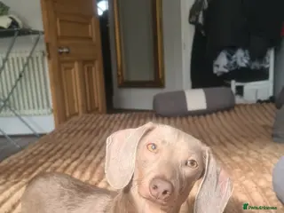 Miniature Dachshund dogs Isabella and tan female - Advert 17