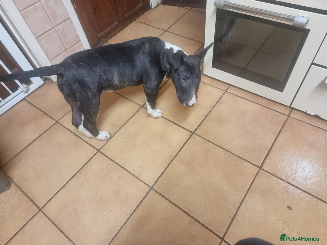 Bull Terrier dogs for sale: Bullterrier pup  - Advert 4
