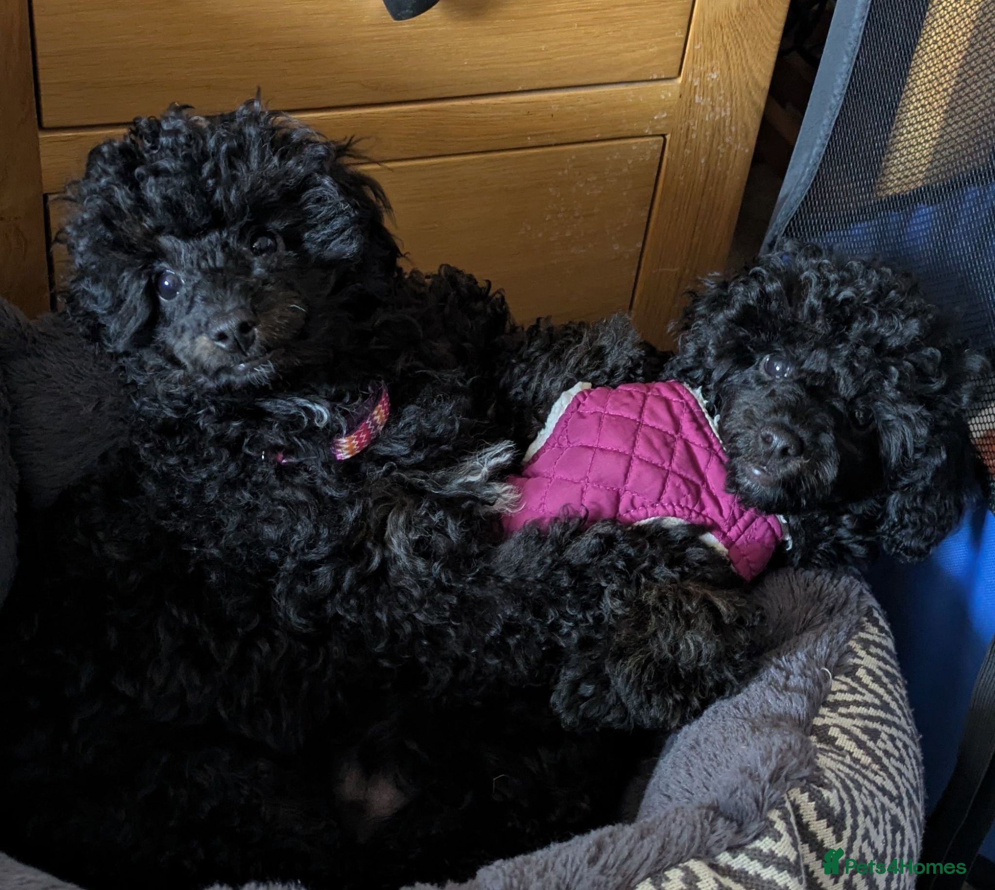 Toy Poodle dogs Toy poodle girls KC , fully vac 12 weeks old  - Advert 1
