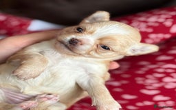 Chihuahua dogs for sale: Long Haired Applehead puppies - Advert 10