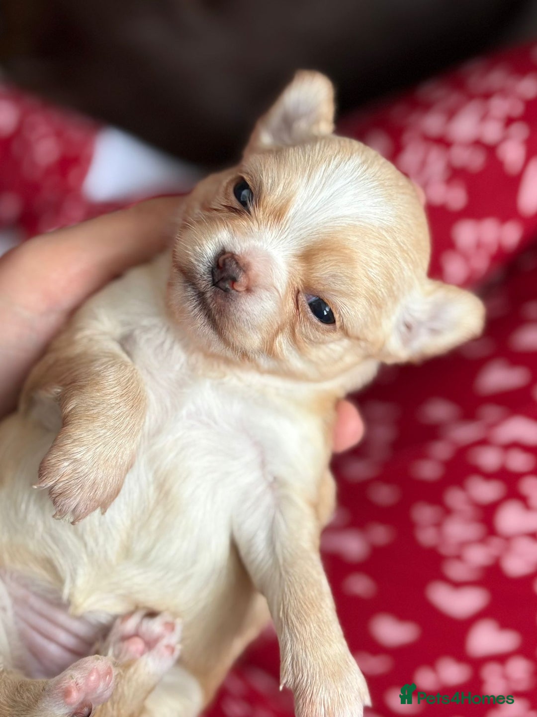 Chihuahua dogs for sale: Long Haired Applehead puppies - Advert 10