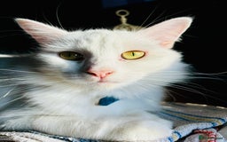 Turkish Van cats for sale: Cosmo Male white cat - Image 2