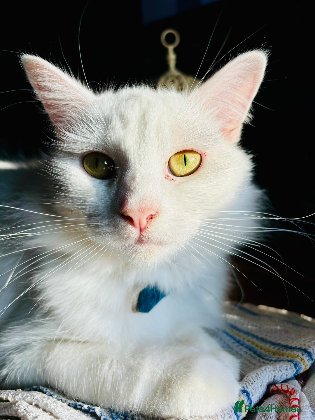 Turkish Van cats for sale: Cosmo Male white cat - Image 2