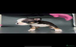 English Bulldog dogs for sale: KC registered English Bulldog Puppies  - Image 9