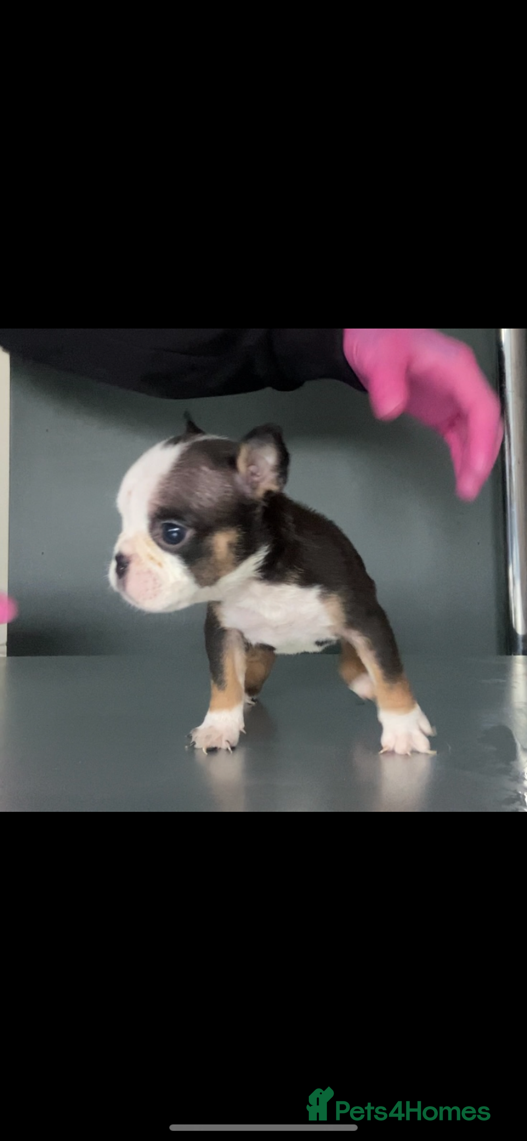 English Bulldog dogs for sale: KC registered English Bulldog Puppies  - Image 9