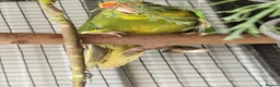 Parrots birds for sale: 5x kakarikis chicks ready now - Advert 10