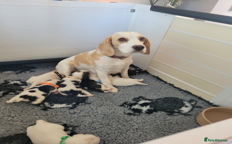 Beagle dogs - Advert 1