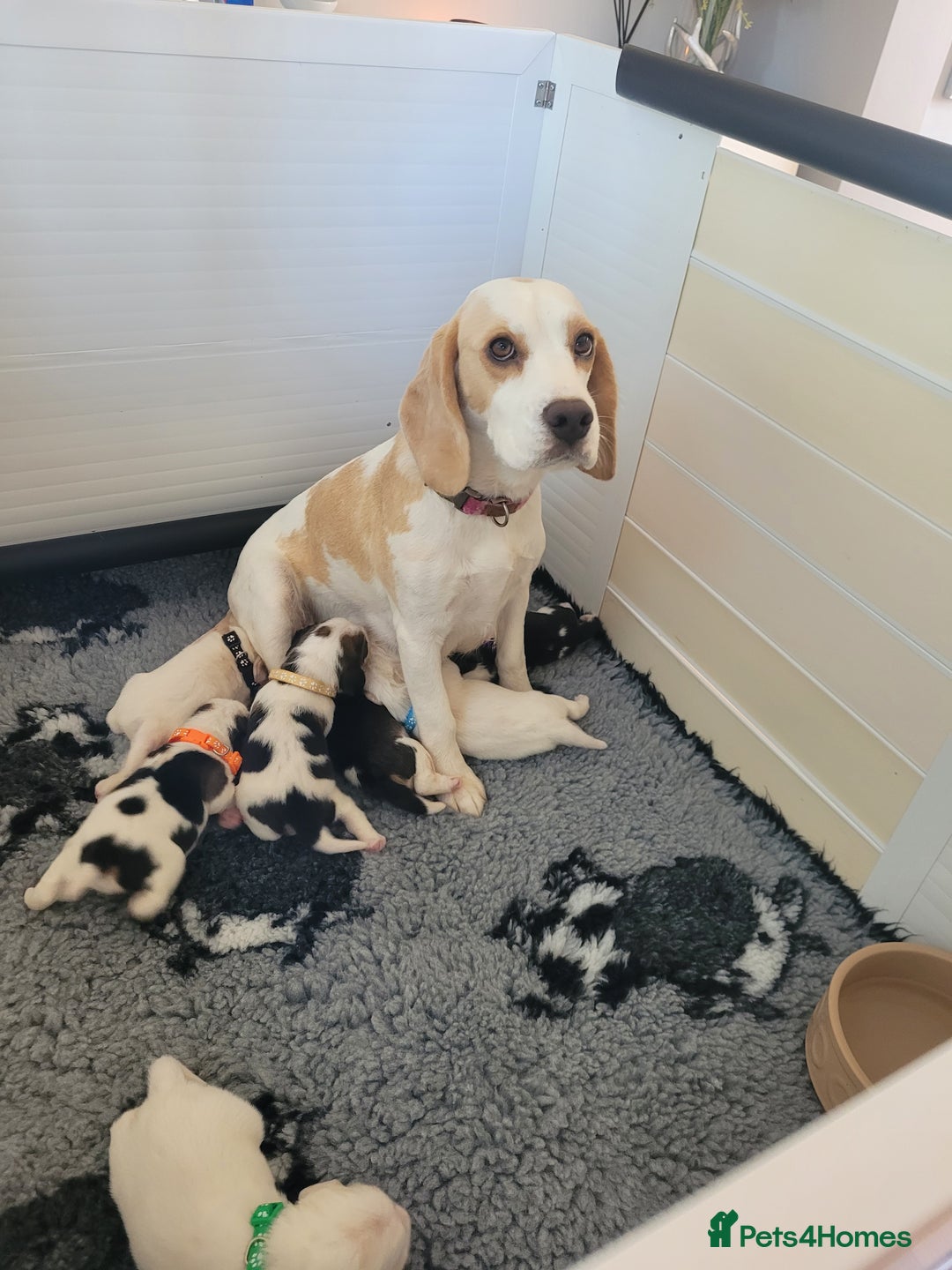 Beagle dogs for sale:  KC REGISTERED BEAGLE PUPPIES  - Image 1