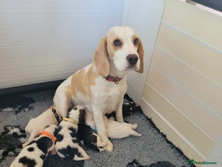Beagle dogs - Advert 23