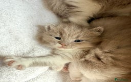 British Shorthair cats for sale: British Short Hair/ British Longhair 🐾 in Manchester - Image 15