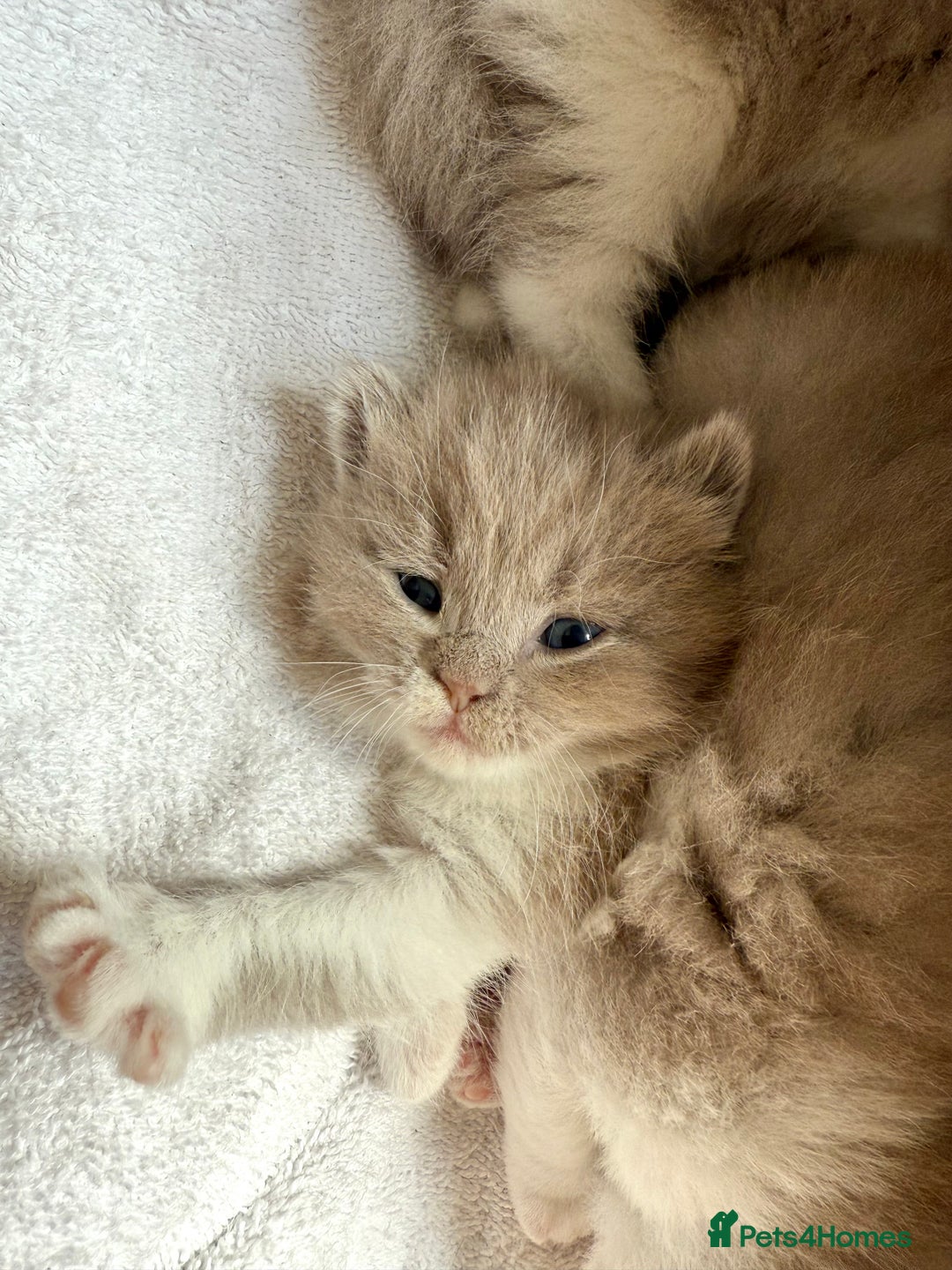 British Shorthair cats for sale: British Short Hair/ British Longhair 🐾 in Manchester - Image 15