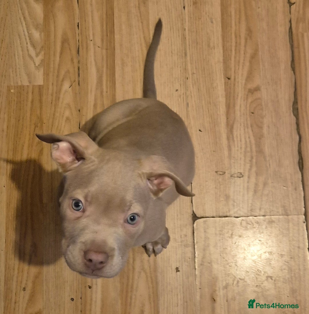 Staffordshire Bull Terrier dogs for sale: Girl Puppy 8 Weeks Old - Advert 7