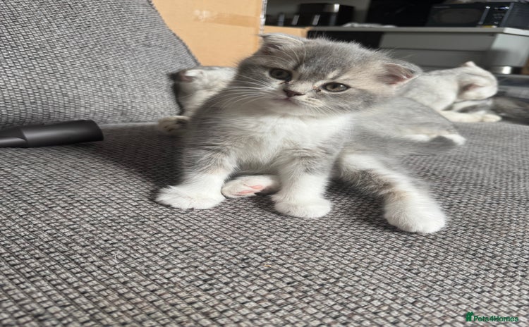 Scottish Fold cats - Advert 9