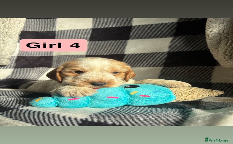 Cocker Spaniel dogs - Advert 1