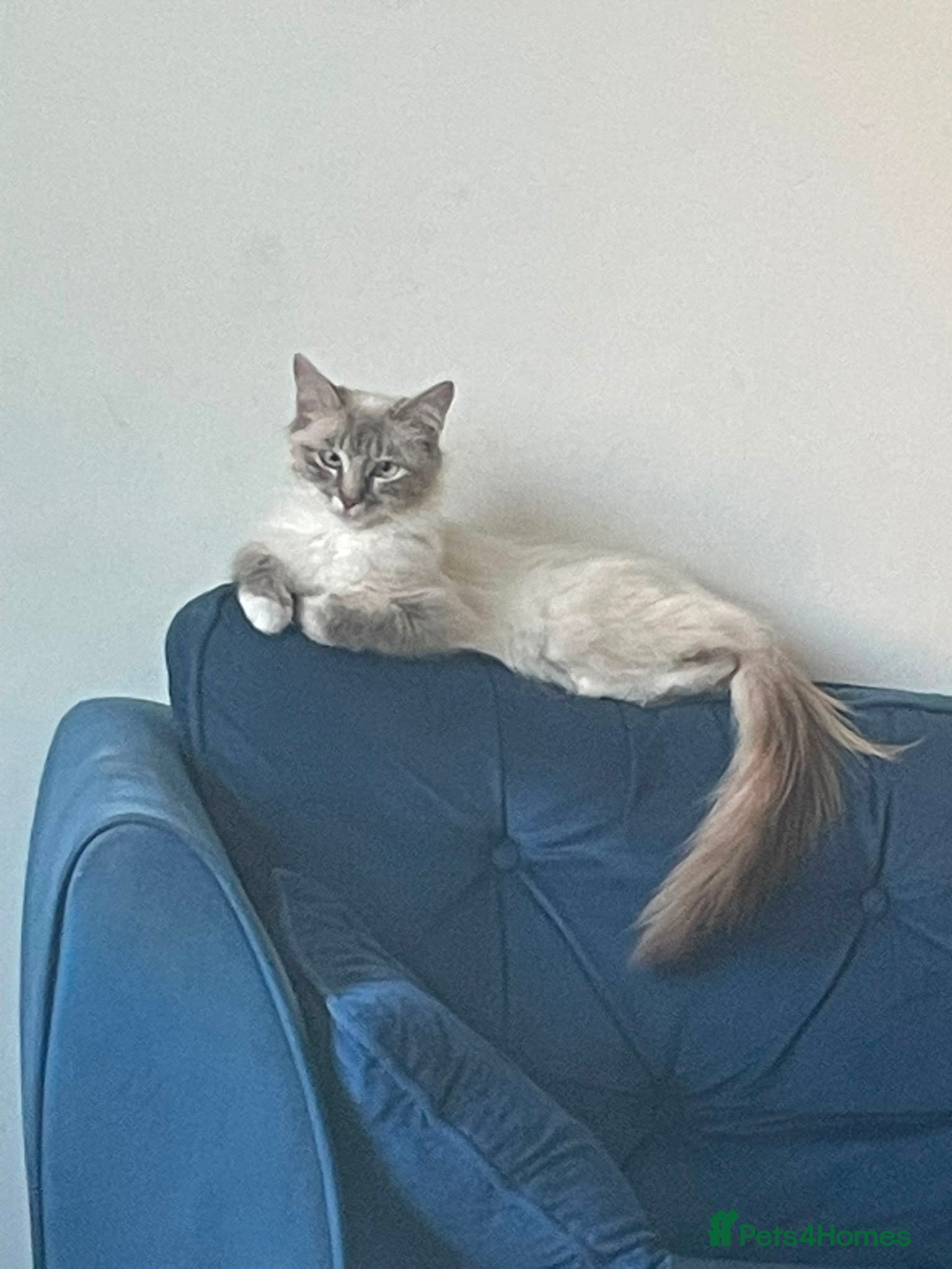 Ragdoll cats Beautiful female ragdoll 1 year 3 months - Advert 1