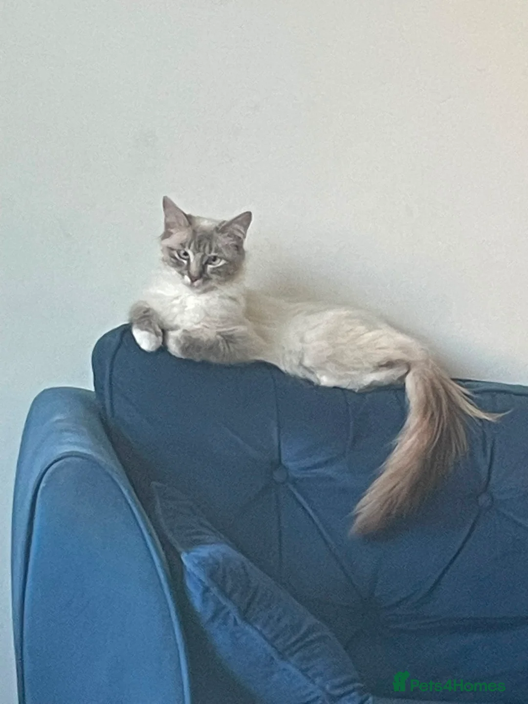 Ragdoll cats for sale: Beautiful female ragdoll 1 year 3 months - Advert 1