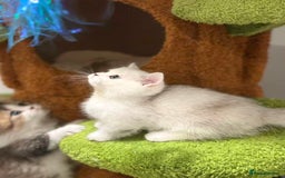 Munchkin cats for sale: Super stunning & rare Minuet - Image 16