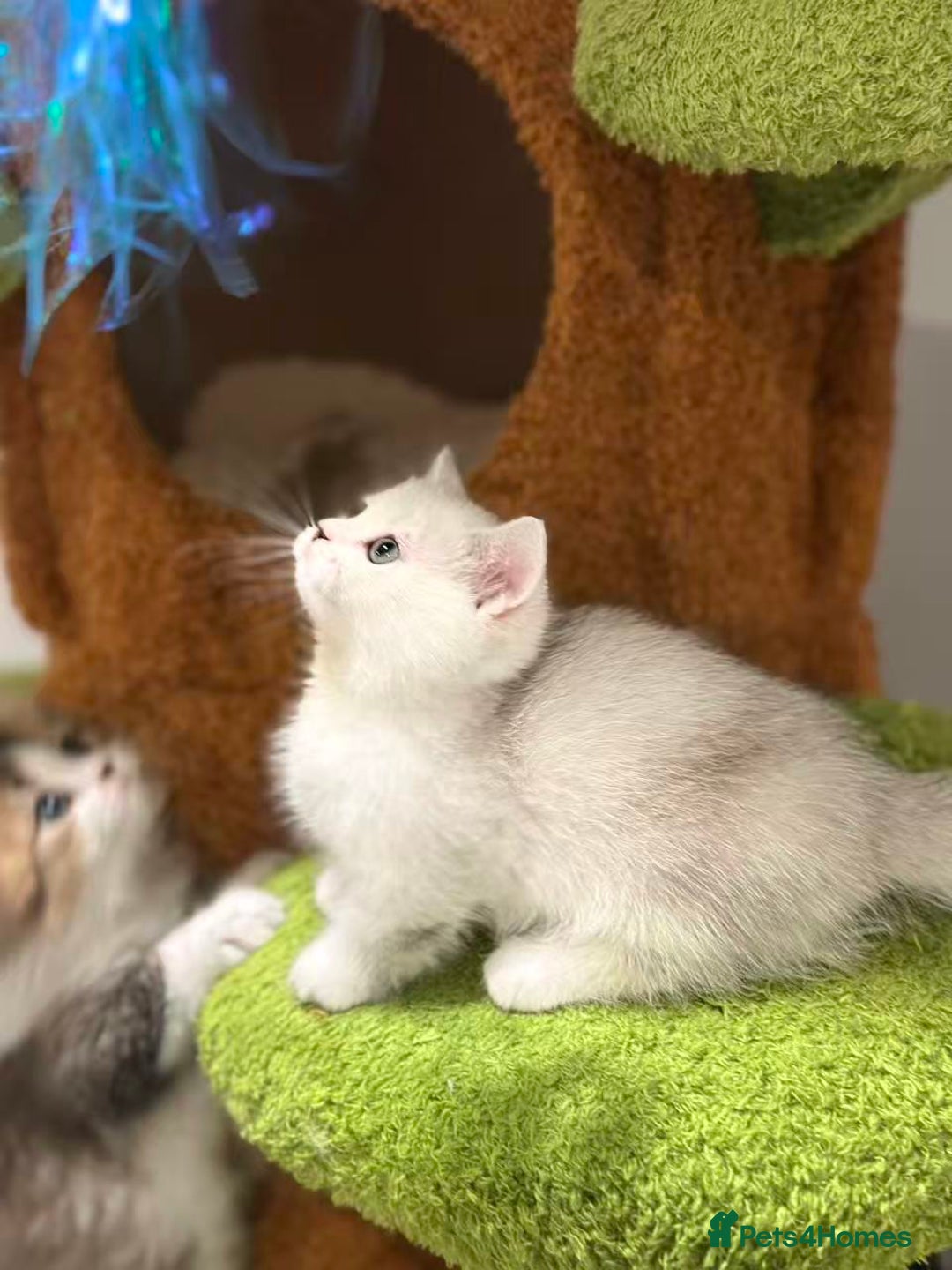 Munchkin cats for sale: Super stunning & rare Minuet - Image 16