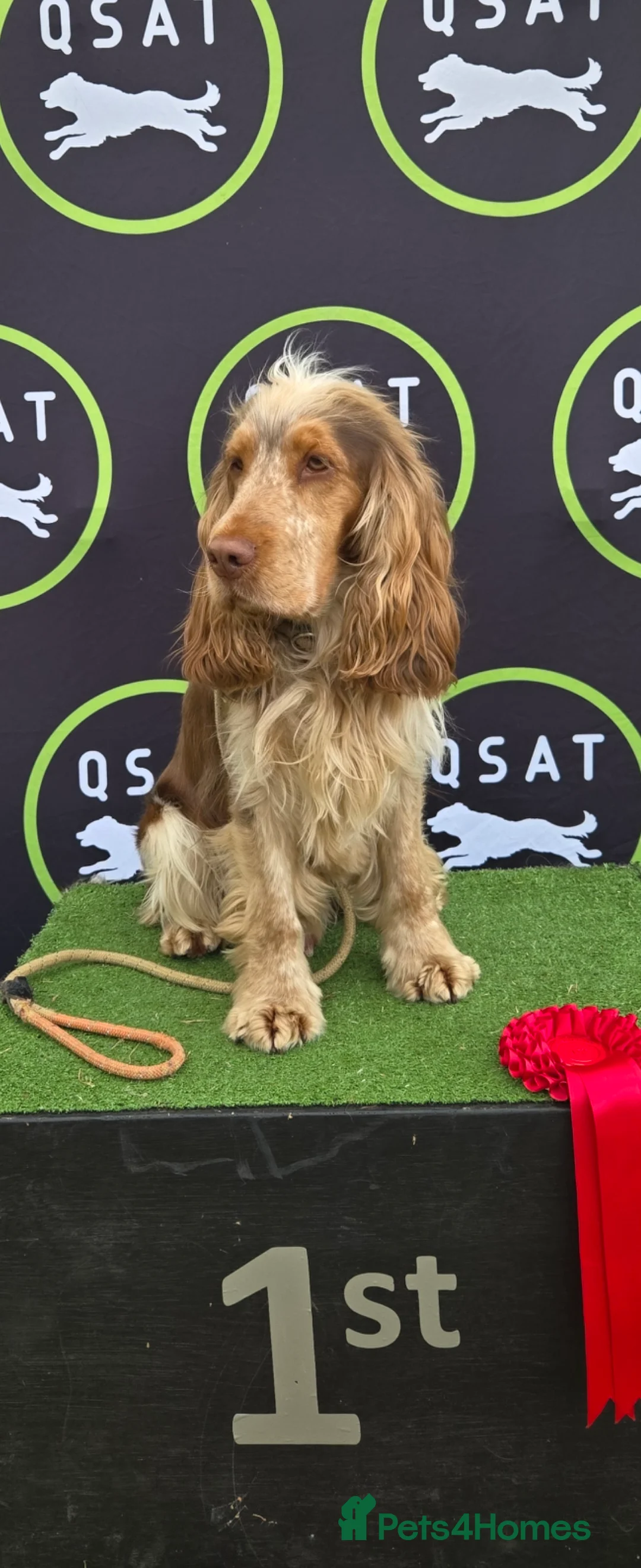 Cocker Spaniel dogs for stud: KC reg show cocker spaniel, proven health tested  - Advert 12