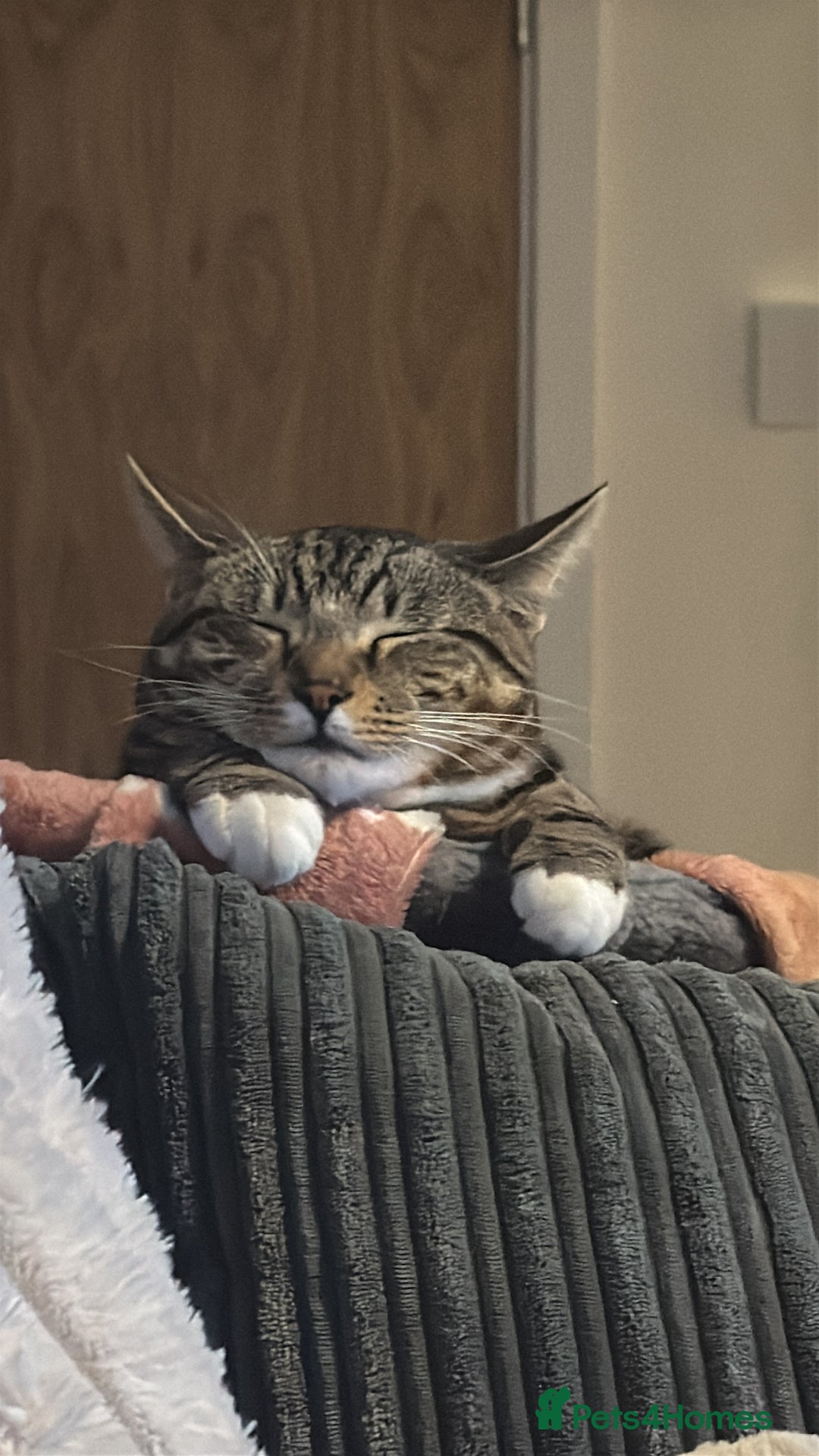 Mixed Breed cats for sale: Urgent! bonded cats for rehome! - Advert 3