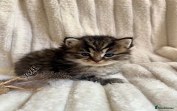 Mixed Breed cats for sale: 4 beautiful kittens available to reserve - Image 8