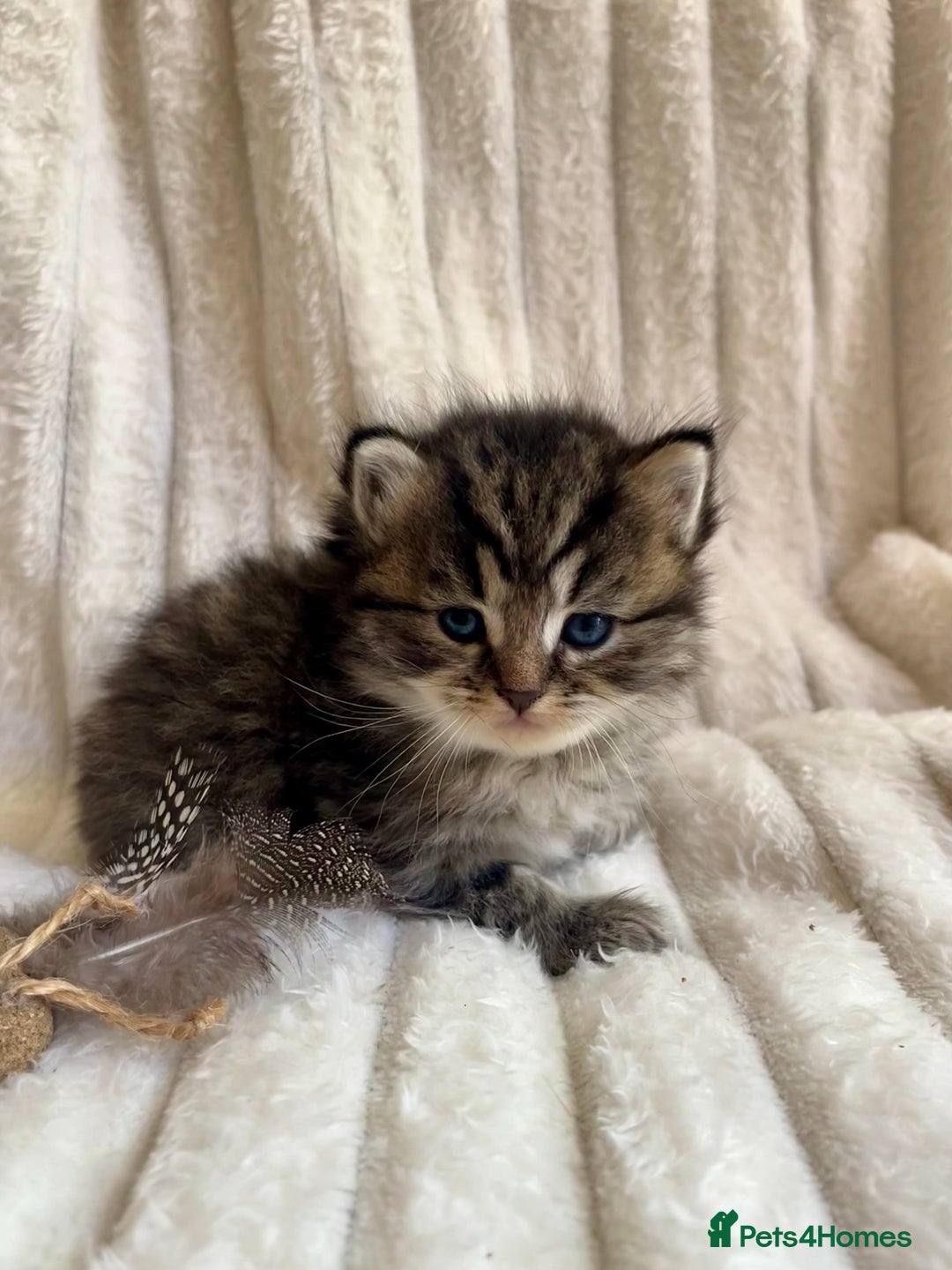 Mixed Breed cats for sale: 4 beautiful kittens available to reserve - Image 8