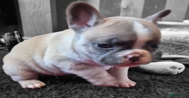 French Bulldog dogs - Advert 10