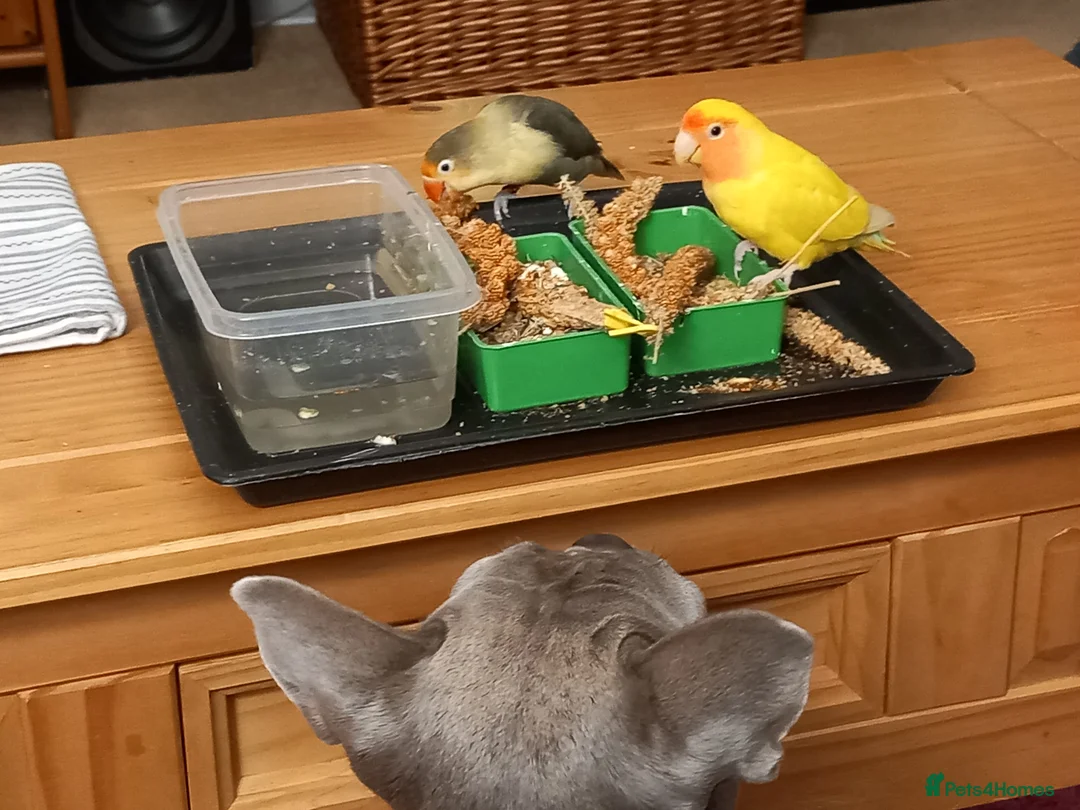 Lovebirds birds for sale: Two gorgeous friendly lovebirds  - Advert 4