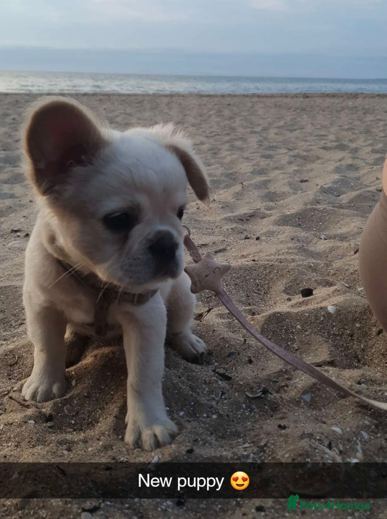 French Bulldog dogs Fluffy French bulldog  - Advert 1