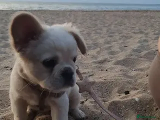 French Bulldog dogs Fluffy French bulldog - Advert 4
