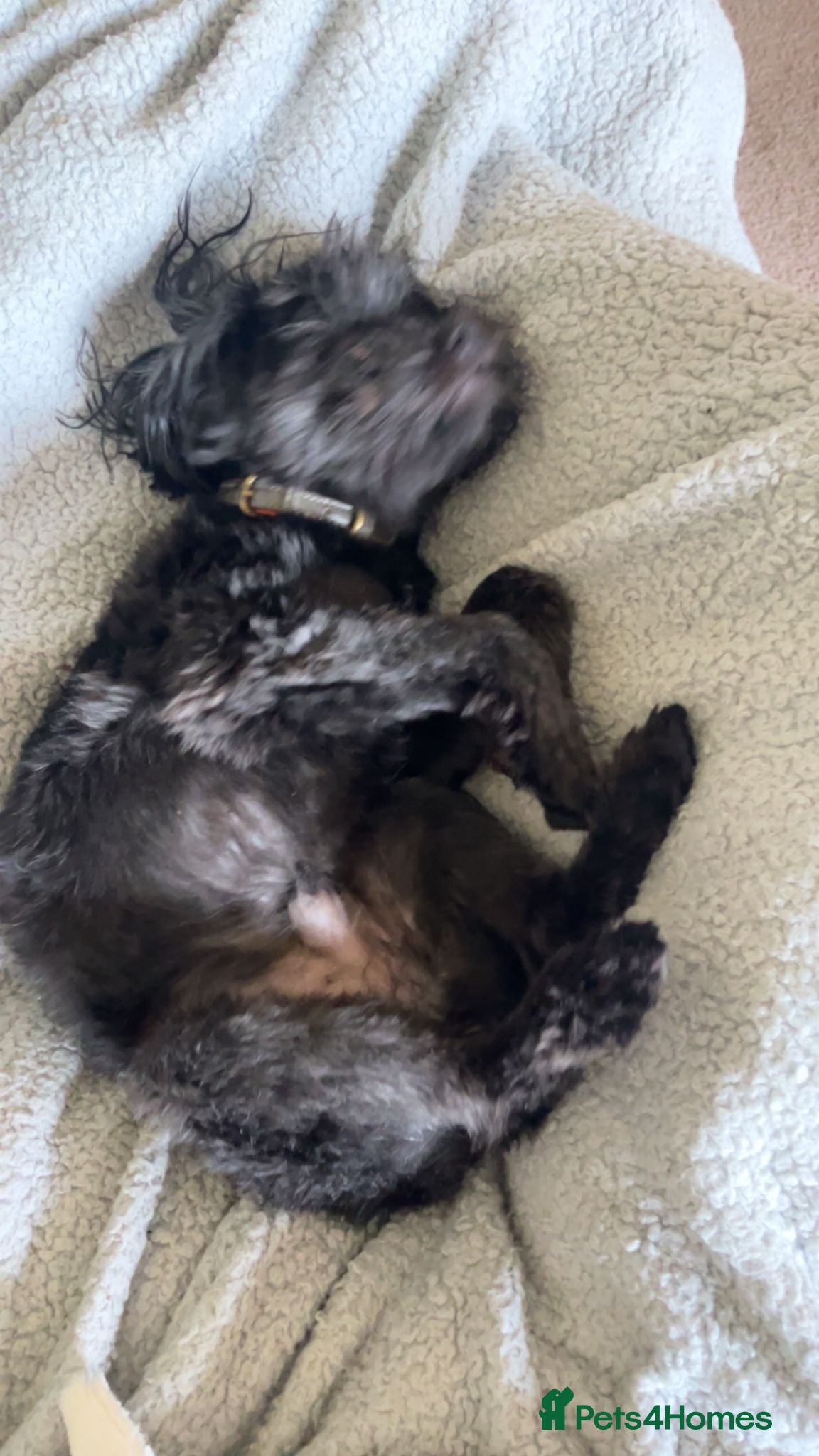 Mixed Breed dogs Shih Tsu x Pomeranian  in Sleaford - Advert 1