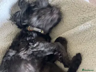 Mixed Breed dogs Shih Tsu x Pomeranian in Sleaford - Advert 1