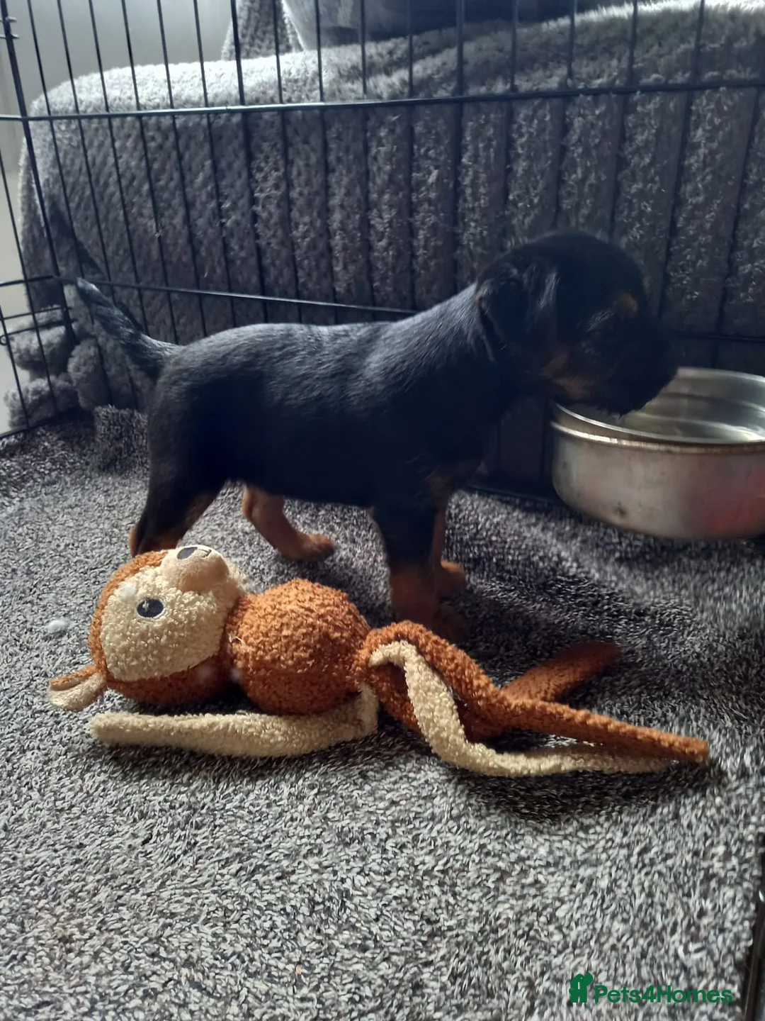 Border Terrier dogs for sale: KC Reg Border Terrier Dog Pups - Advert 2