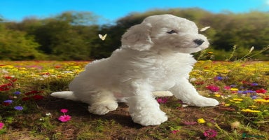 Australian Labradoodle dogs - Advert 9
