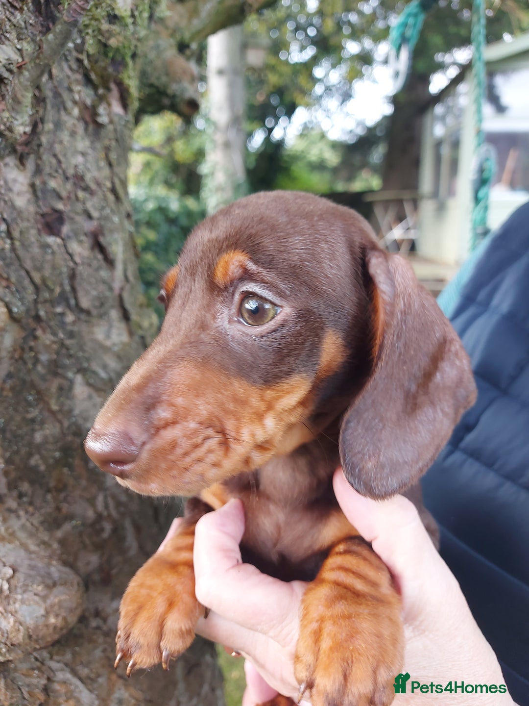 Miniature Dachshund dogs for sale: Beautiful litter of 6 true to type miniature pups. - Image 30