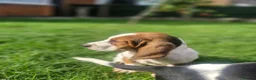 Basset Hound dogs for sale: Beautiful Basset Hounds Ready now - Advert 5