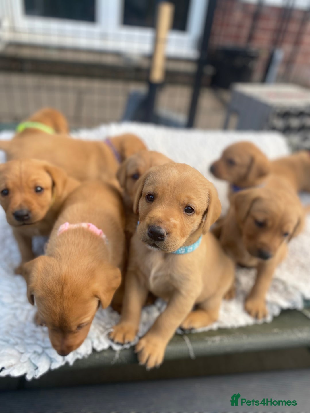 Labrador Retriever dogs for sale: Fox Red Labrador Puppies  - Image 20
