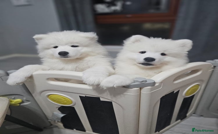 Samoyed dogs - Advert 4