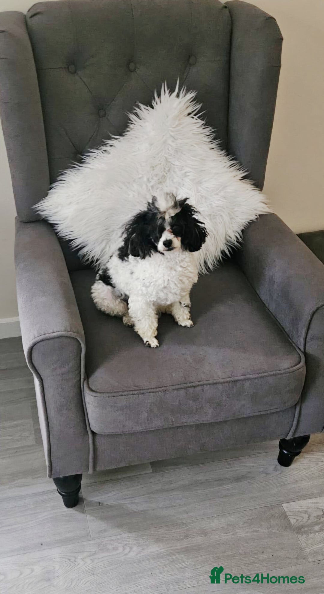 Toy Poodle dogs for stud: TINY KC PARTI TOY POODLE STUD HEALTH TESTED - Advert 4