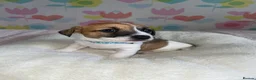 Jack Russell dogs for sale: Stunning short legged Jack Russell puppies - Advert 21