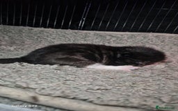 Mixed Breed cats for sale: Beautiful kittens for sale - Image 2