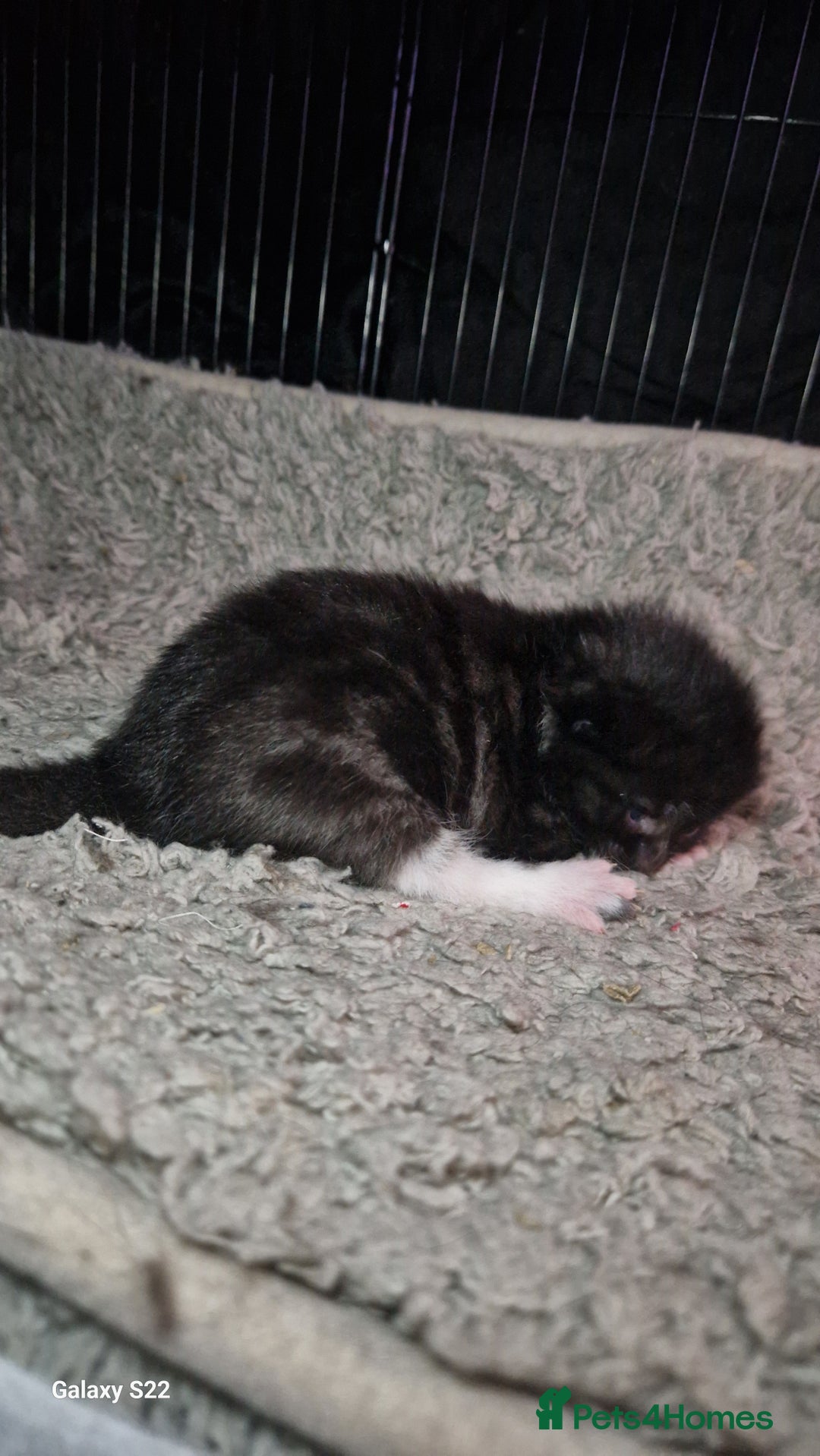 Mixed Breed cats for sale: Beautiful kittens for sale - Image 2