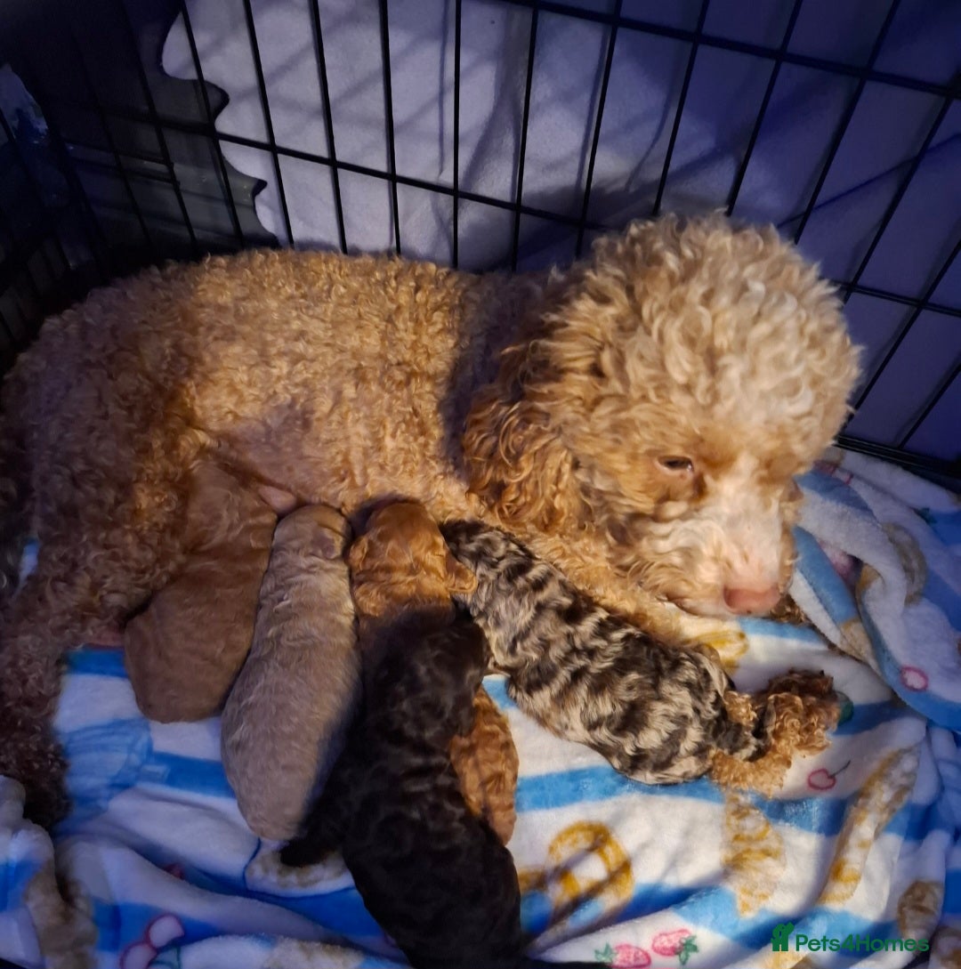 Cockapoo dogs for sale: Minature cockapoo puppies - Advert 3