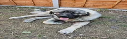 Caucasian Shepherd Dog dogs for sale: Caucasian Shepherd  in Iver - Advert 2
