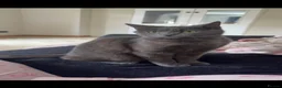 Mixed Breed cats for sale: Beautiful grey male kitten for sale  - Advert 2