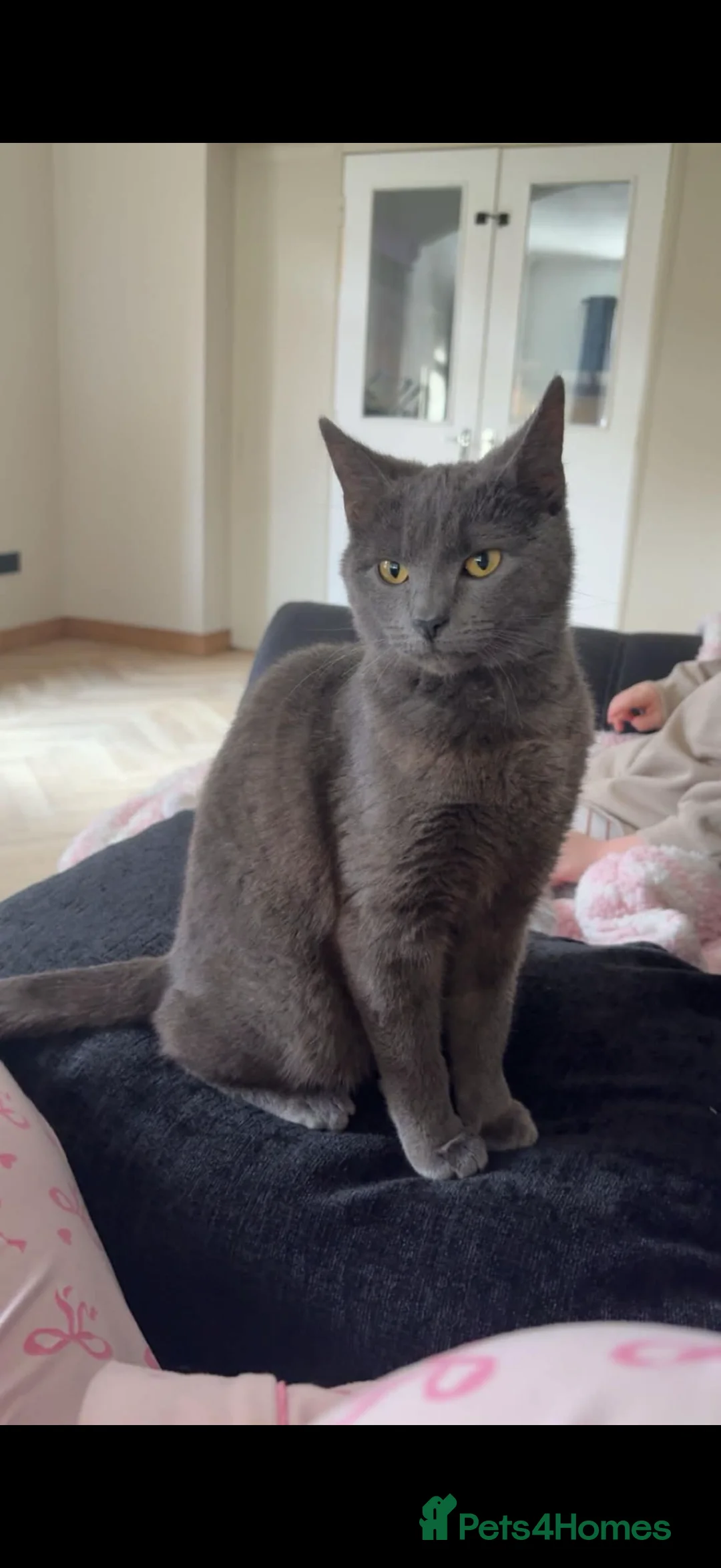 Mixed Breed cats for sale: Beautiful grey male kitten for sale  - Advert 2