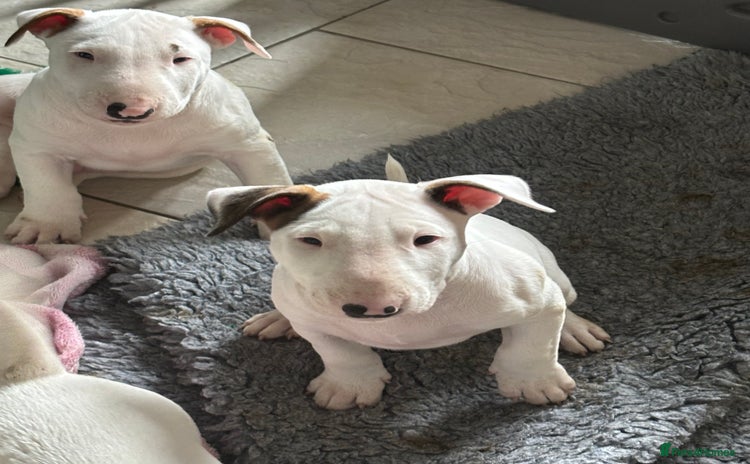 Bull Terrier dogs in Gateshead - Advert 1