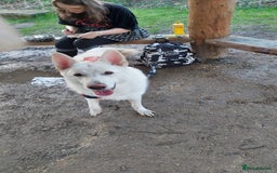 German Shepherd dogs for sale: White german sheperd  - Image 34