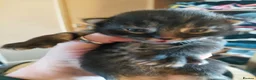 Mixed Breed cats for sale: Beautiful maincoon x tabbys - Advert 6