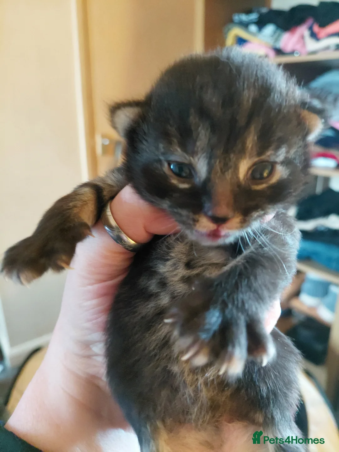 Mixed Breed cats for sale: Beautiful maincoon x tabbys - Advert 6
